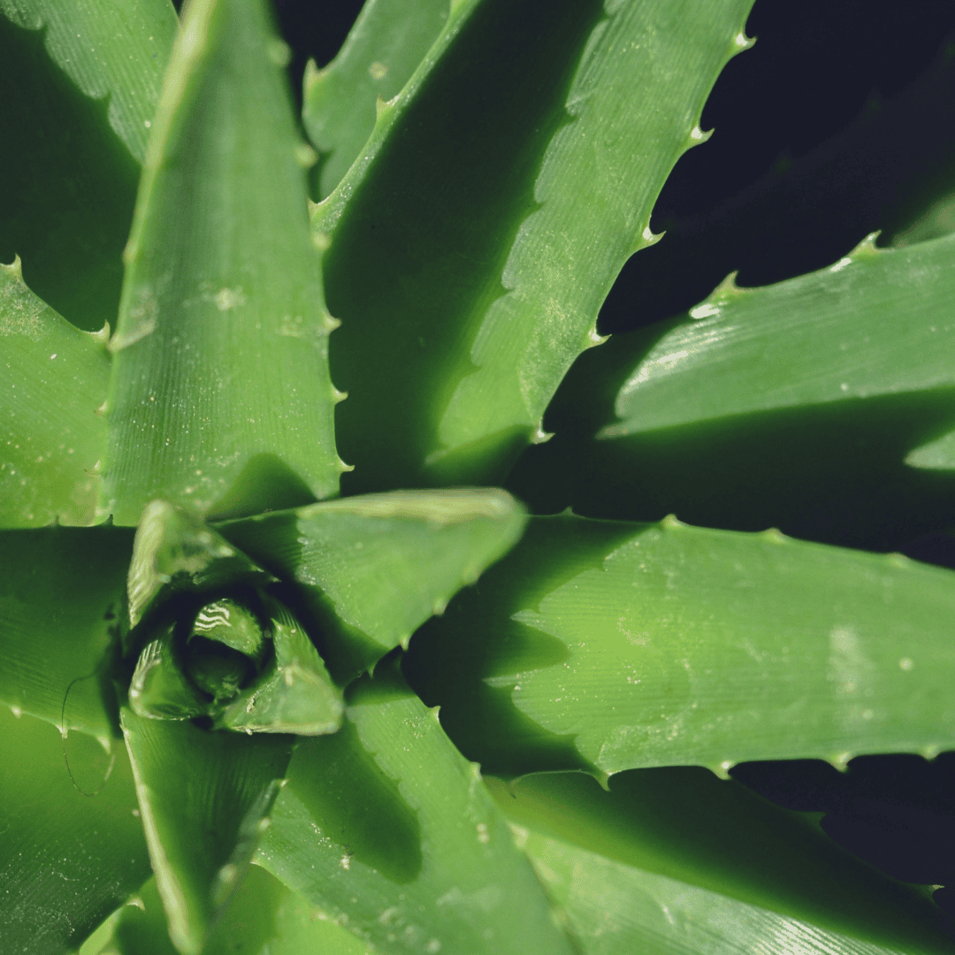Talea di aloe vera in acqua: 5 consigli per moltiplicarla al meglio | Leroy  Merlin | Leroy Merlin