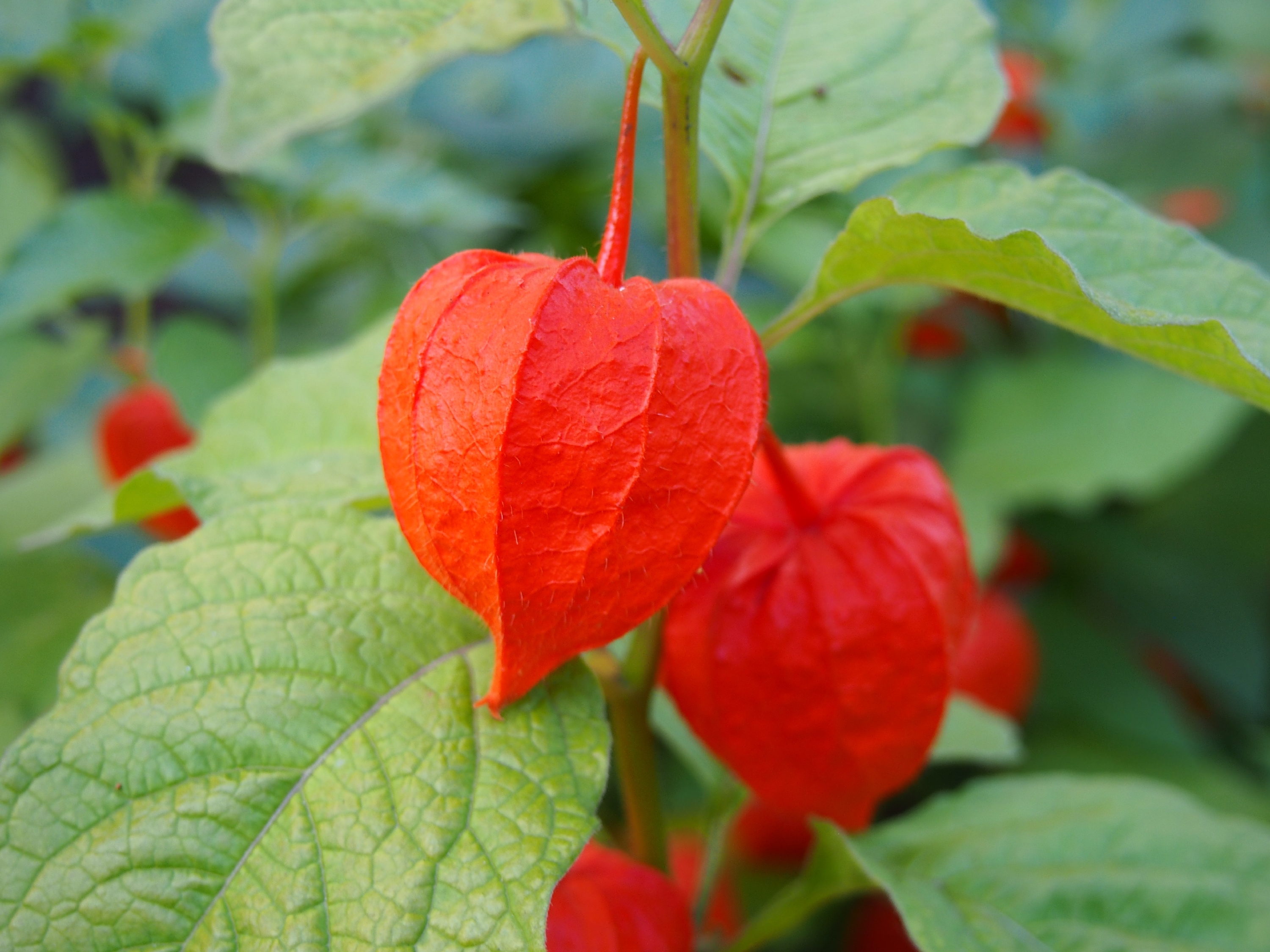 48 Vasi Biodegradabili In Cellulosa - Senza Torba | Per Semi E Piante | Meister - Foto 7