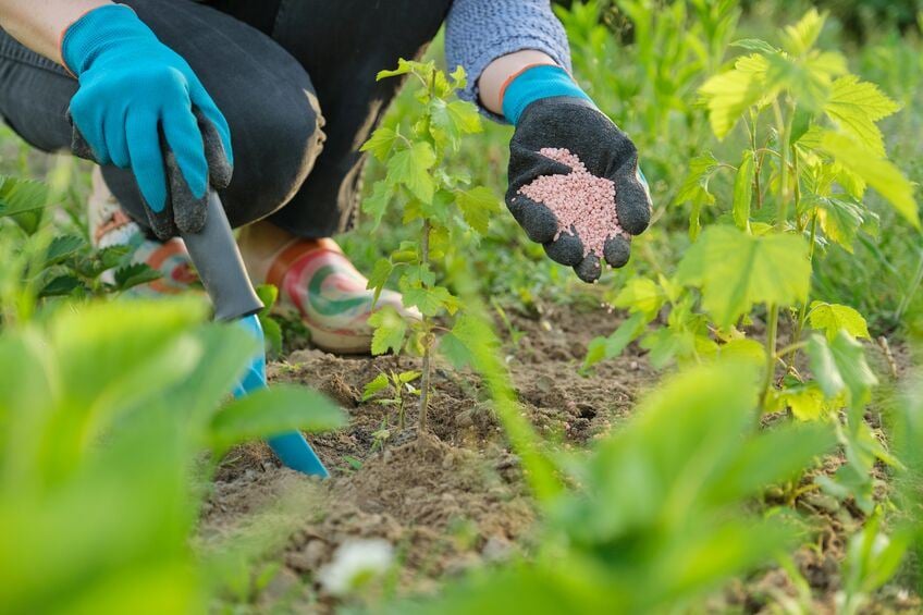 Sei passaggi per preparare l'orto