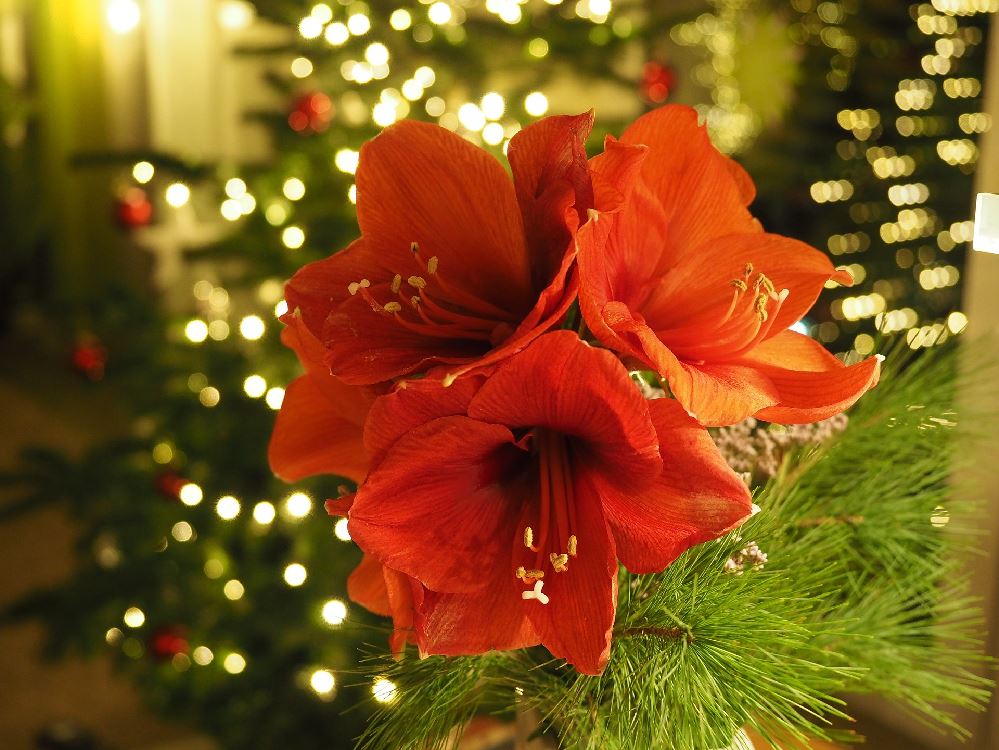 Amaryllis, rigorosamente rosso per Natale! – foto Pixabay