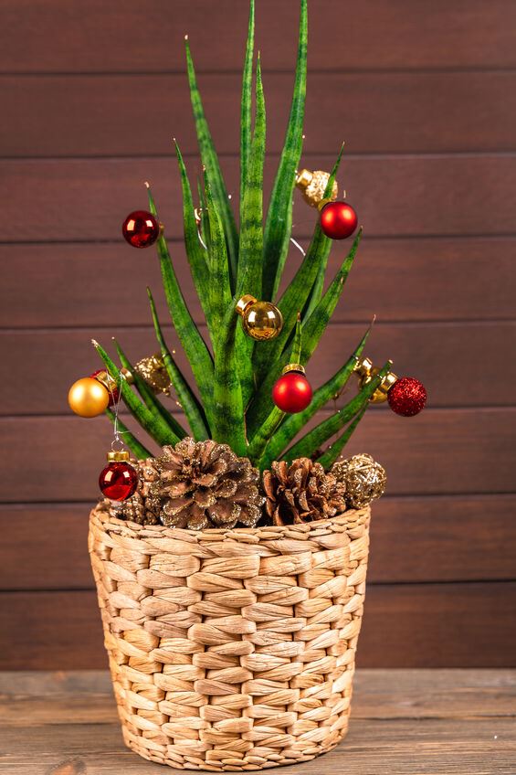 Anche una semplice pianta verde, impreziosita di palline, renderà più festosa l’atmosfera della tua casa! - foto ispirazione Leroy Merlin