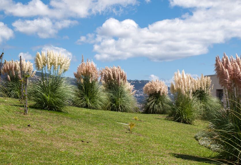 Erba della pampa: ecco come coltivarla 