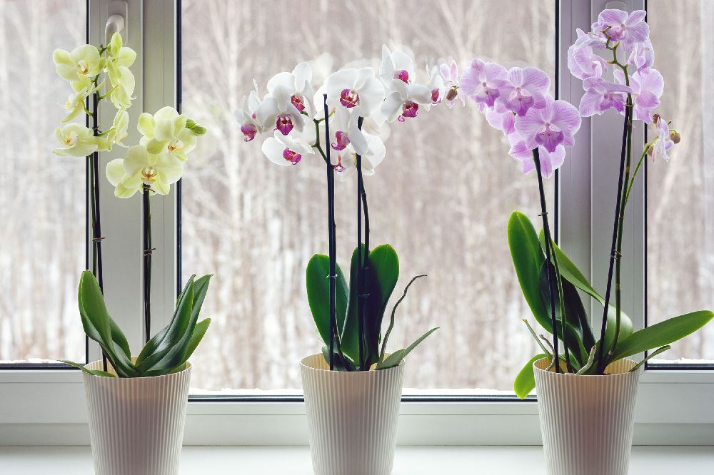Vasi per orchidee: quali scegliere