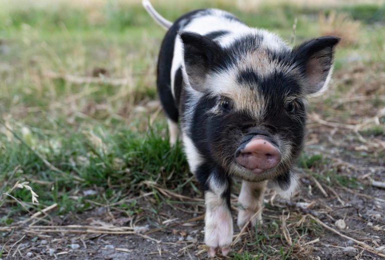 LE COCHON NAIN : UN ANIMAL QUI S ELEVE FACILEMENT | Communauté Ma