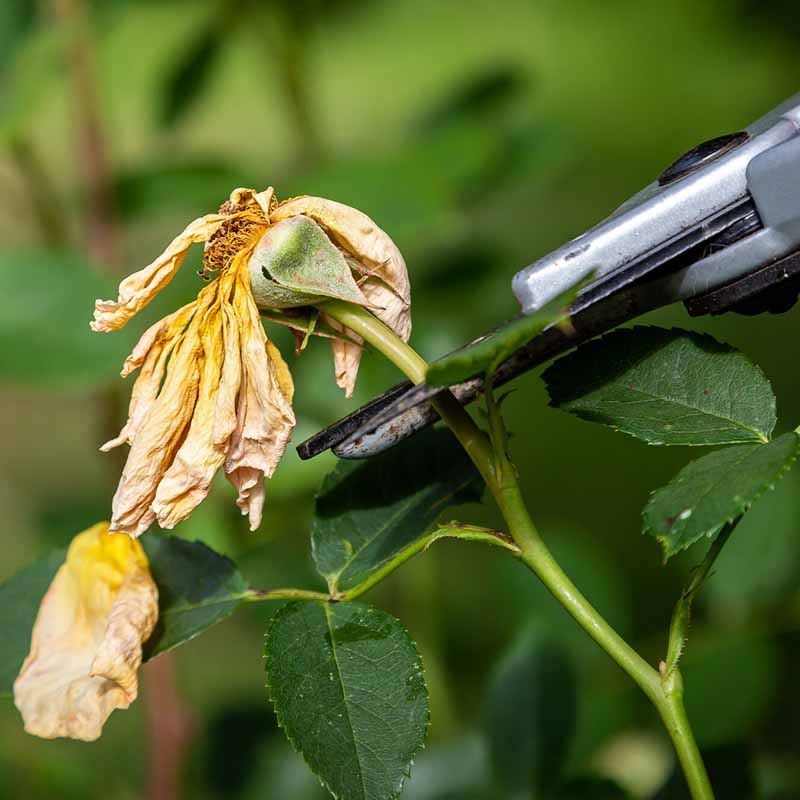 Le dieci regole per la potatura facile delle rose - la Repubblica