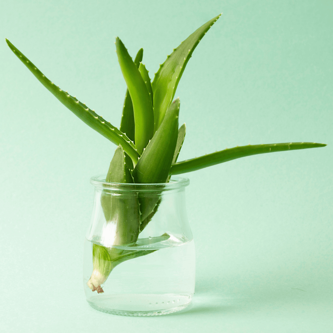 best aloe vera hair gel 99% Pure Aloe Vera Gel for Skin & Hair main image 0
