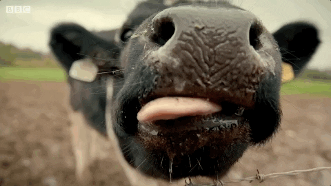 buche au lait de vache simpl' j'adore