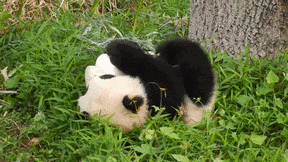 Je suis maintenant Panda pétillant