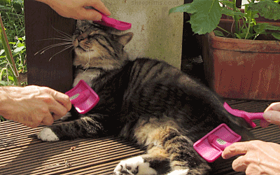 Nos animaux aiment se faire brosser.