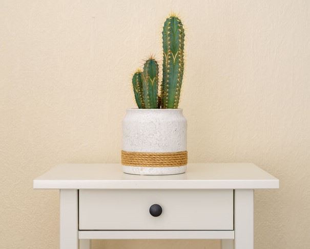 Cactus in casa: come prendersene cura? | Leroy Merlin | Leroy Merlin