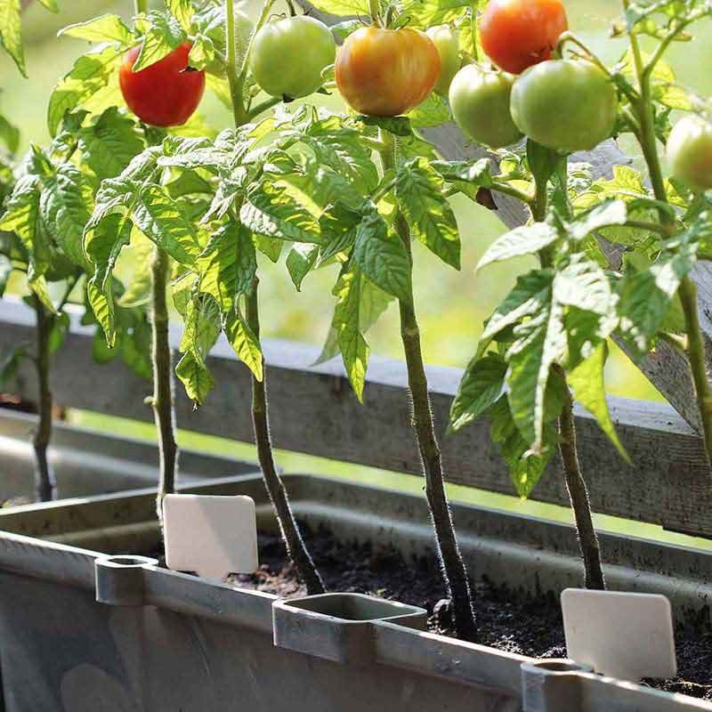 Come ottenere gli Sheckles in Grow a Garden