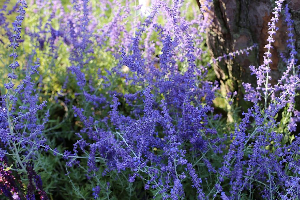 Ecco come coltivare la lavanda sia in piena terra che in vaso