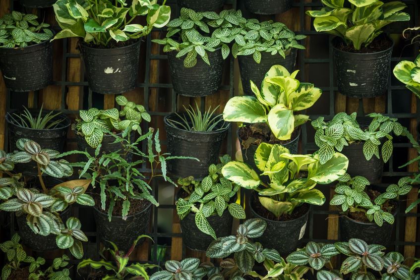Sacchetti da appendere per piantare piante, 12 tasche da appendere a parete verticale per fioriera da parete per esterni, per interni, giardinaggio, verde, sacchetti (0.6 m × 0.8 m, verde