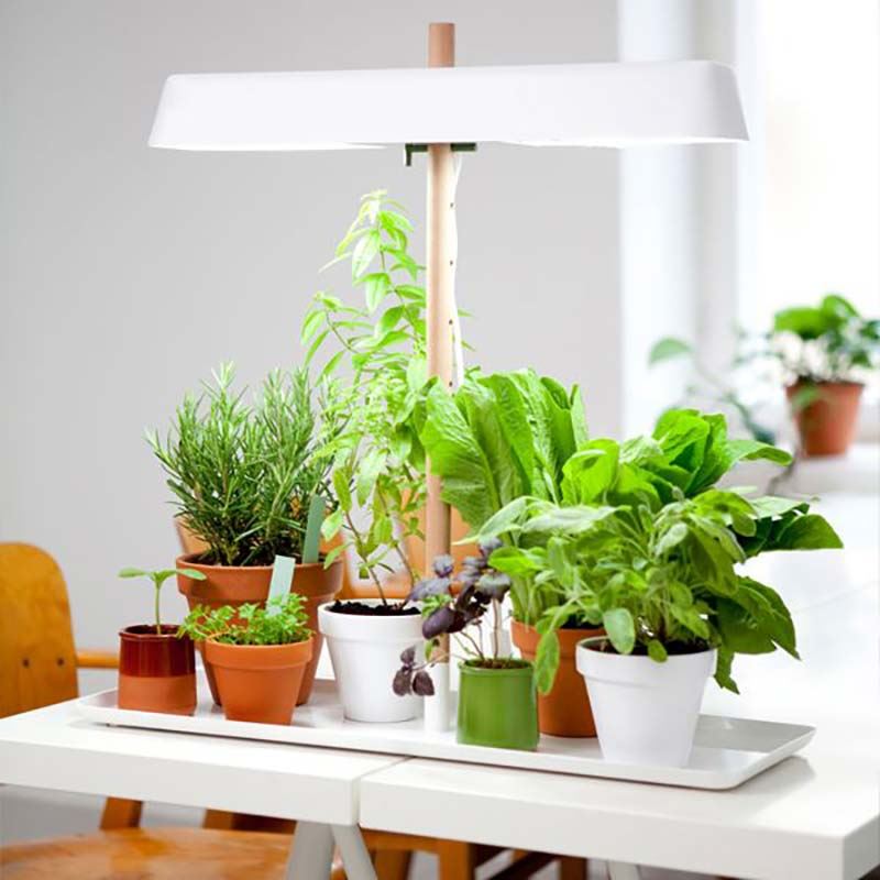 Quale luce per le piante da interno?