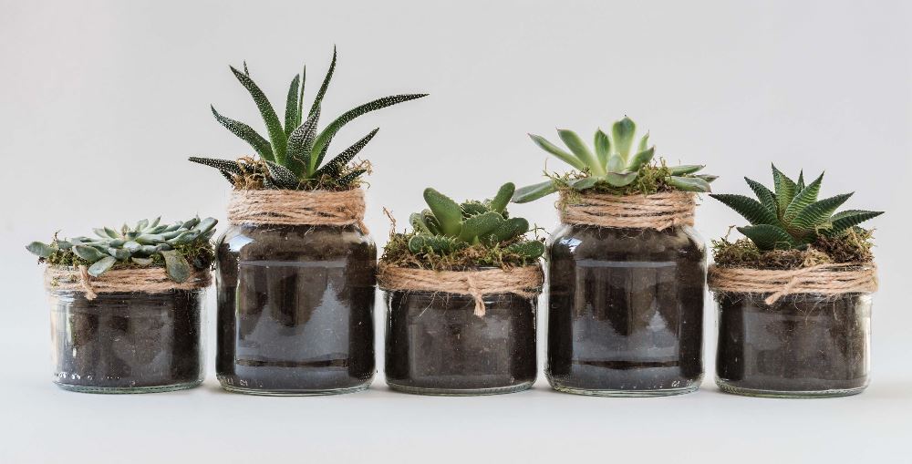 Come Confezionare Bomboniere Fai Da Te Come confezionare bomboniere con le piante grasse: 3 idee fai da te