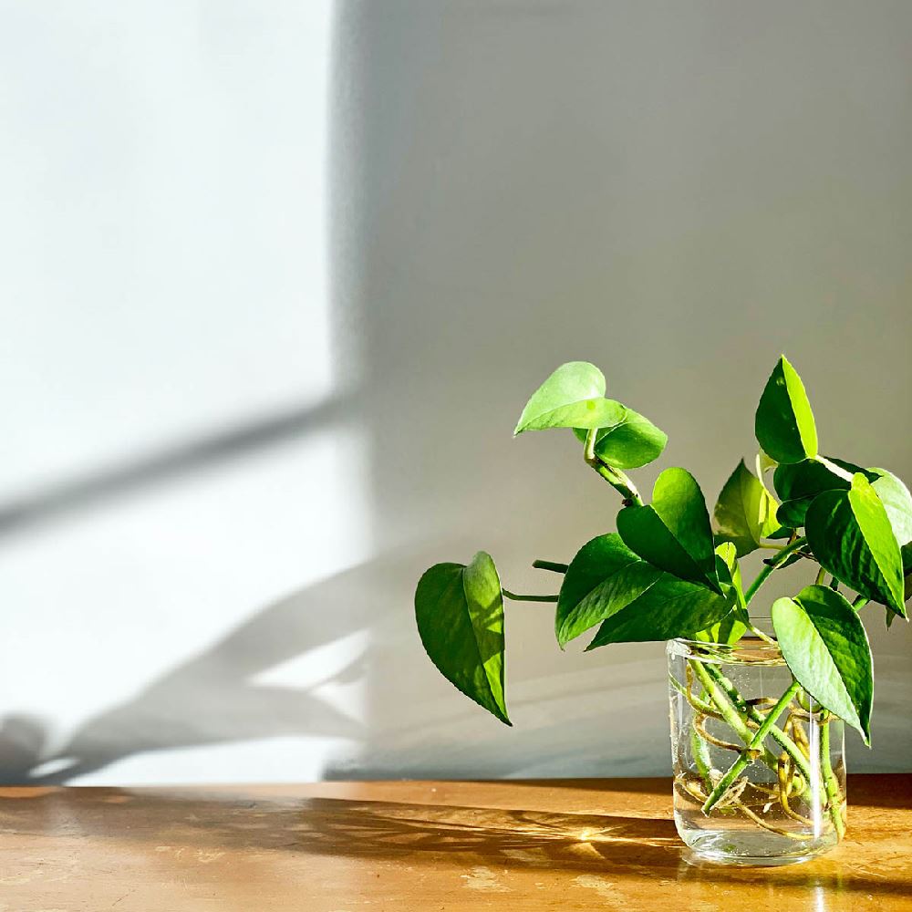 Le migliori piante da appartamento che vivono con poca luce