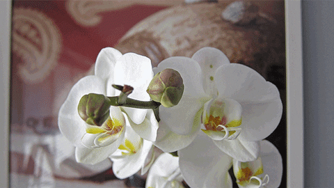 Pourquoi orchidea978 ?