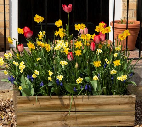 Muscari, narcisi e tulipani: scegli bulbose diverse per un vaso coloratissimo! – foto Leroy Merlin