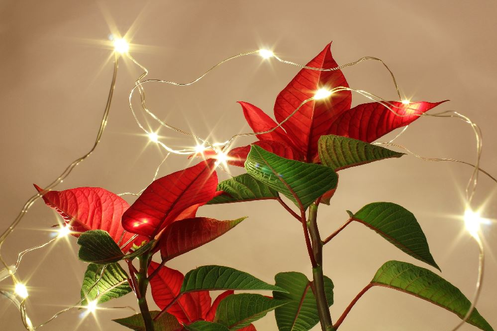 Non solo stelle di Natale: scopri quali piante scegliere per addobbare la tua casa a Natale – foto Pixabay