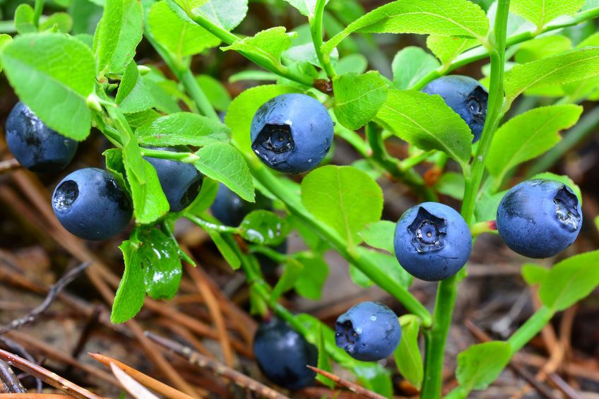 Avviare E Sviluppare Una Coltivazione Di Piccoli Frutti - 12