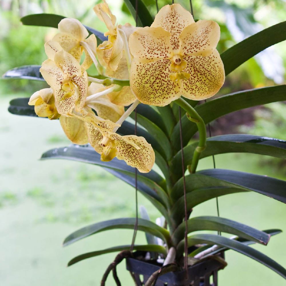 Concime per orchidee: quale scegliere