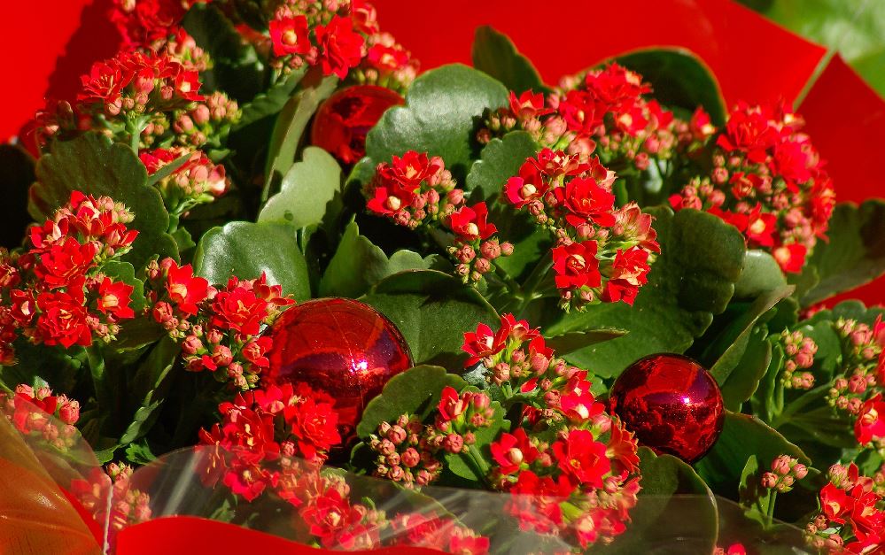 Piccoli e vivaci fiori rossi di calancola, impreziositi da palline luccicanti! – foto Pixabay