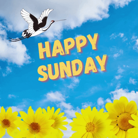 Happy Sunday! ☀️